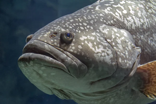 Giant grouper portrait — Stock Photo, Image