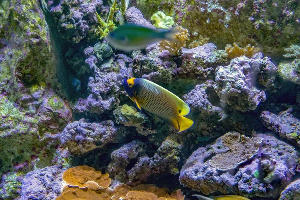 Ryby z rafy koralowej — Zdjęcie stockowe