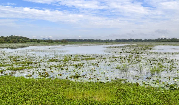 Indruk van Sri Lanka — Stockfoto