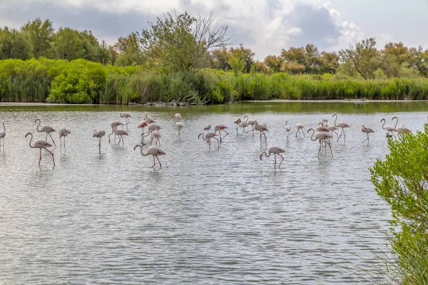 Regionaal Natuurpark van de Camargue — Stockfoto