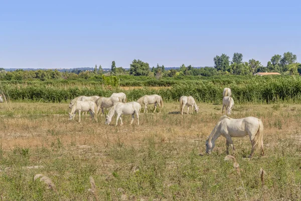 Camargue άλογα — Φωτογραφία Αρχείου