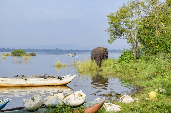 Canoe and elephat — Stock Photo, Image