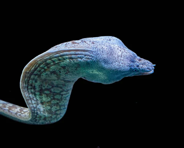 Portret van Moray eel — Stockfoto