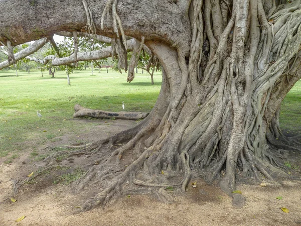 Strangler fig zbliżenie — Zdjęcie stockowe