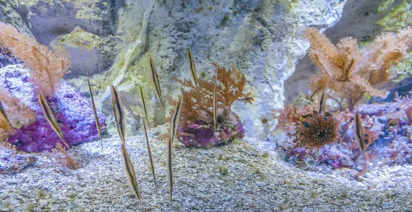 Razorfishes — Zdjęcie stockowe