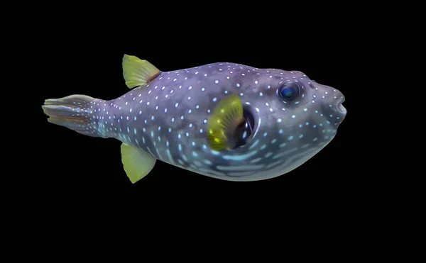 Färgglada Pufferfish — Stockfoto