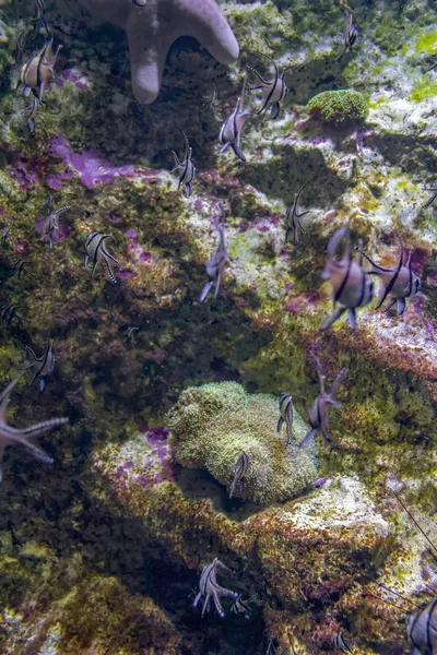 Pesci cardinali Banggai — Foto Stock