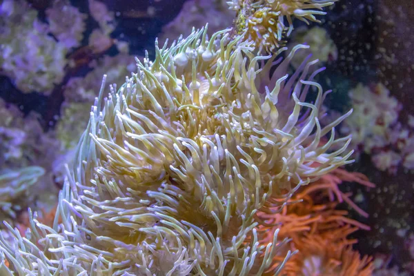 Anemony morskie — Zdjęcie stockowe