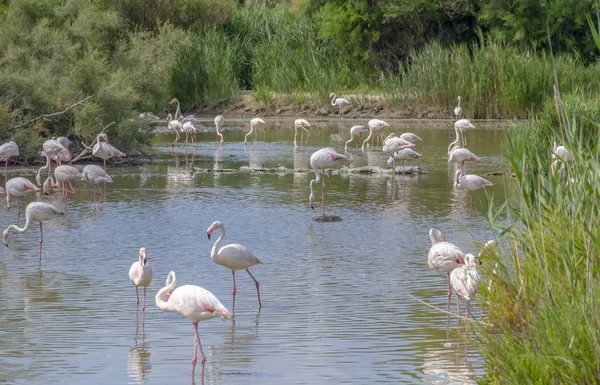 Parque Natural Regional da Camargue — Fotografia de Stock