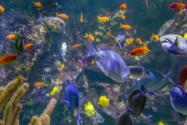 Peces coloridos del arrecife — Foto de Stock