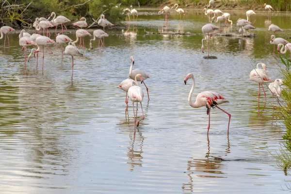 Flamingo 's in de camargue — Stockfoto