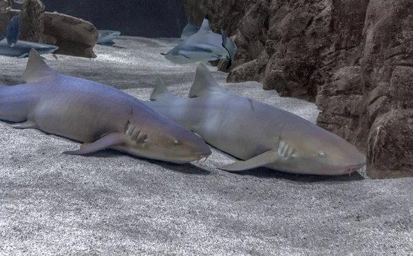 Акулы на земле — стоковое фото