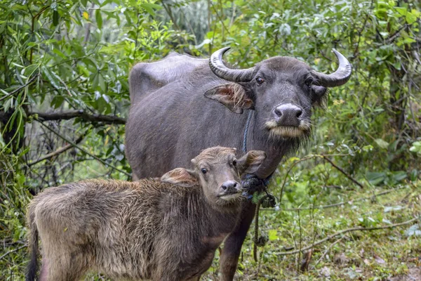Cow and calf — ストック写真