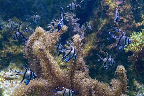 Banggai rodziny apogonowatych — Zdjęcie stockowe