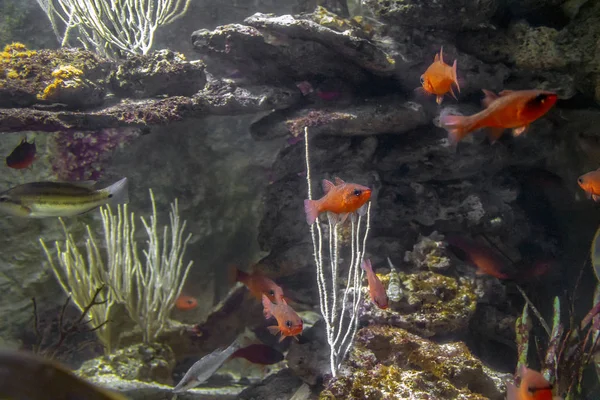 Кораловий риф риб — стокове фото