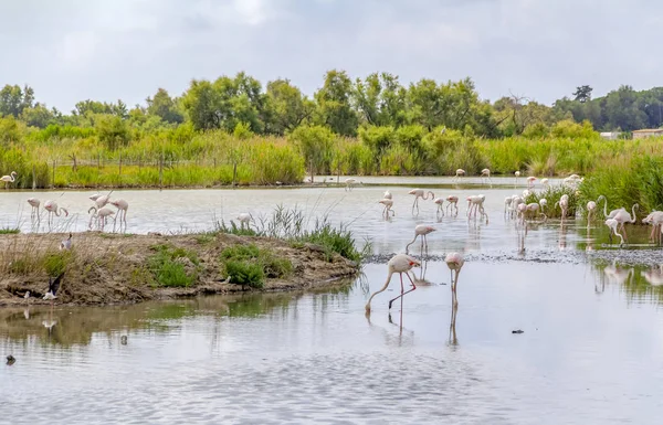 Flamingos in the Camargue — Stock Photo, Image