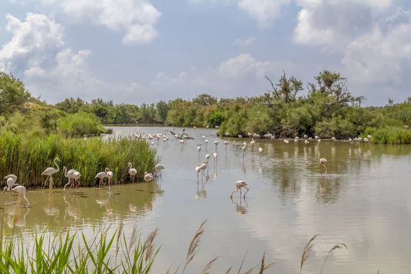 Parque Natural Regional de la Camarga — Foto de Stock