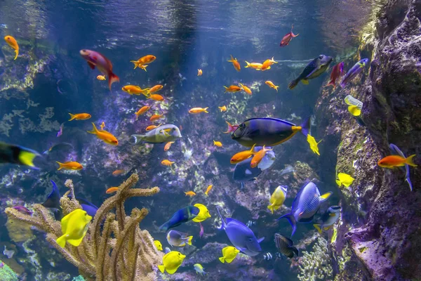 Kleurrijke rif vissen — Stockfoto