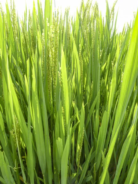 Planta de arroz primer plano —  Fotos de Stock