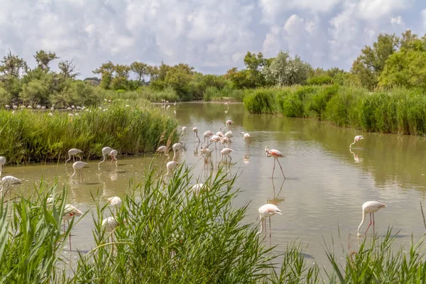 Regionaal Natuurpark van de Camargue — Stockfoto