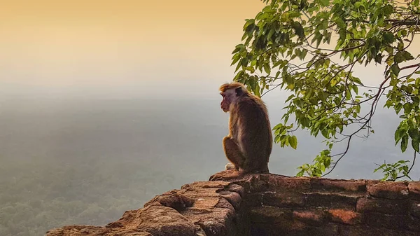 Affe und Sonnenuntergang — Stockfoto