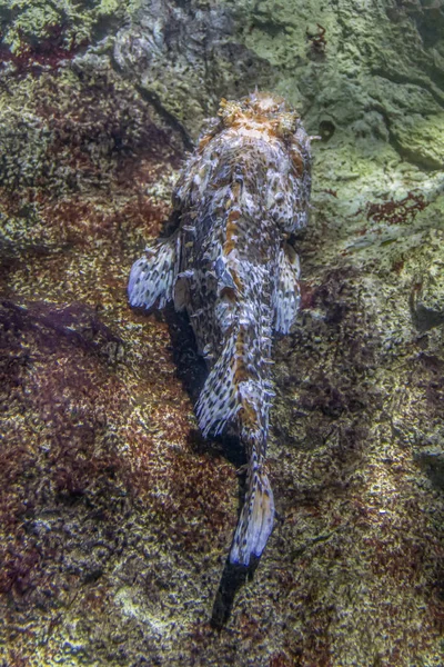 Scorpionfish — Fotografie, imagine de stoc