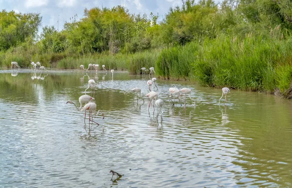 Parque Natural Regional de la Camarga —  Fotos de Stock