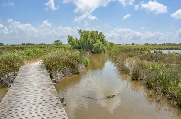 Parc naturel régional de Camargue — Photo