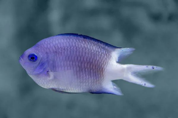 Coral reef fish — Stock Photo, Image