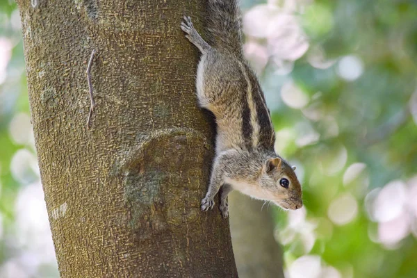 Squirrel on tree trunk — Stock Photo, Image