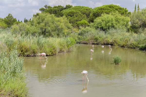 Regionaal Natuurpark van de Camargue — Stockfoto