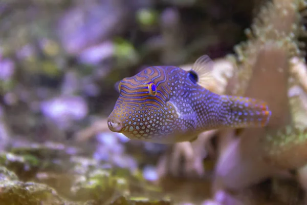 Цветные рыбки-фугу — стоковое фото