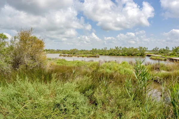 Parc naturel régional de Camargue — Photo