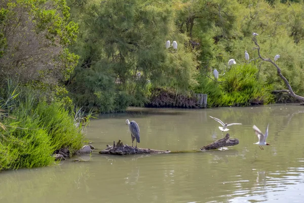 Parc naturel régional de Camargue — Photo