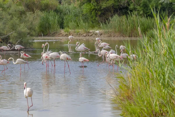 Regionaal Natuurpark van de Camargue — Stockfoto