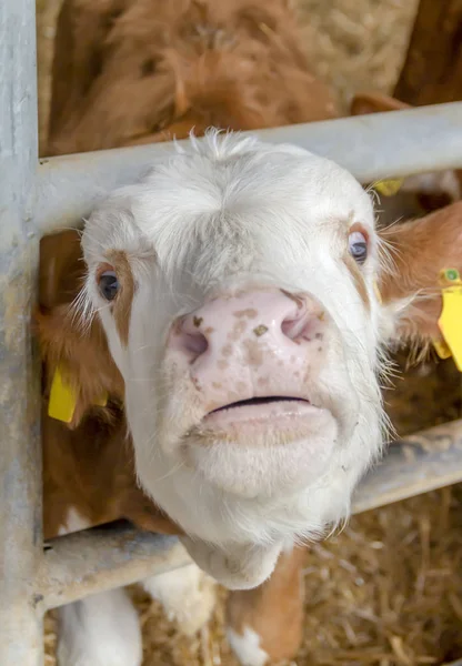 Suffering calf — Stock Photo, Image