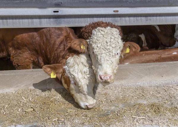 Ein paar Rinder im Stall — Stockfoto