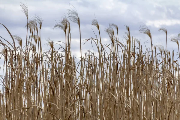 Lots of reed  fronds — Stock Photo, Image