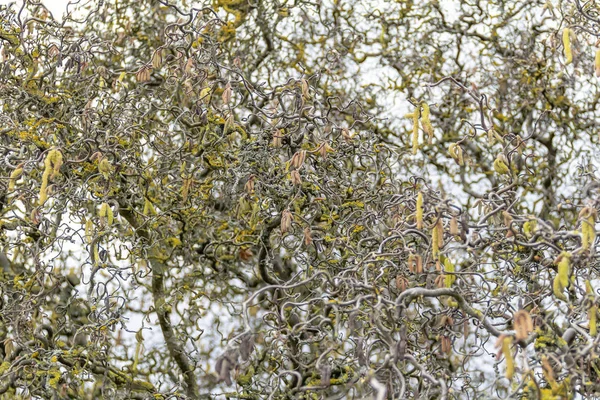 Bükülmüş Hazel dallar — Stok fotoğraf