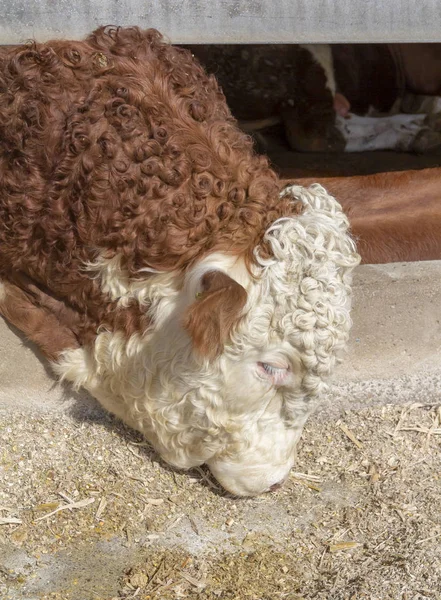 Cattle in a barn — Stock Photo, Image