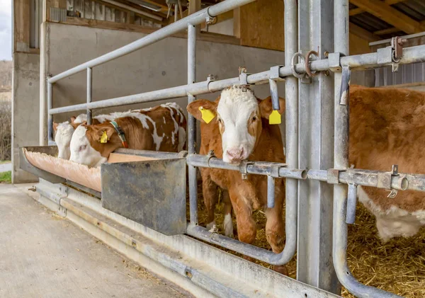 Ein paar Rinder im Stall — Stockfoto