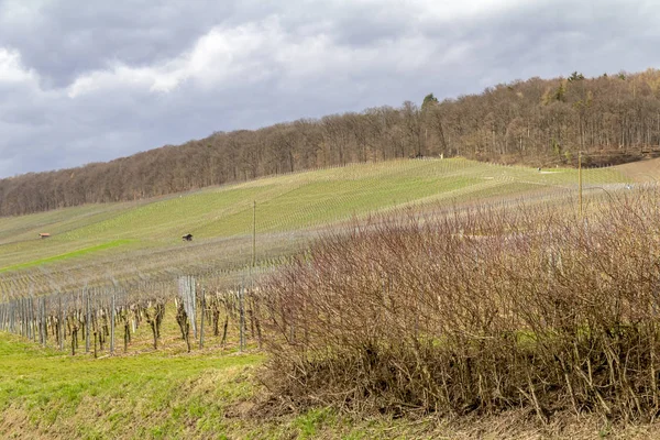 Виноградник пейзаж — стоковое фото