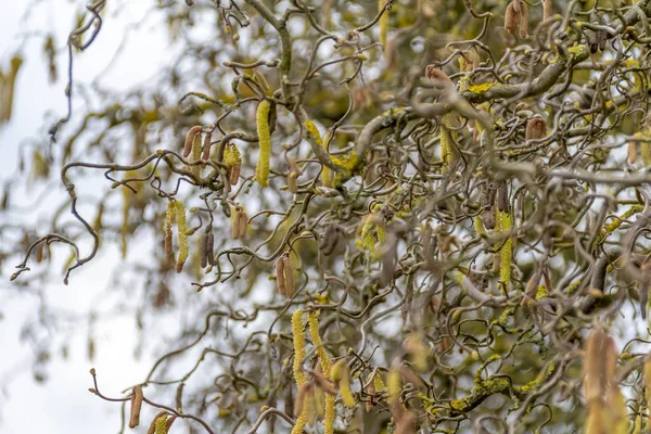 Twisted hazel twigs — Stock Photo, Image