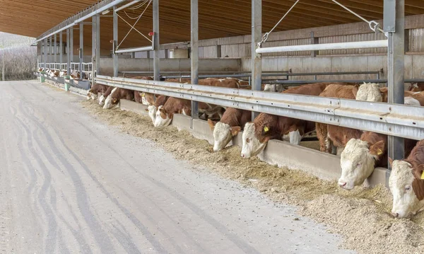 Alcuni bovini in un fienile — Foto Stock