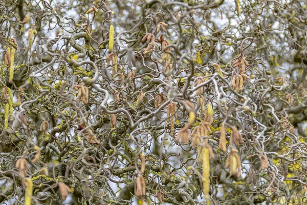 扭曲的淡褐色树枝 — 图库照片