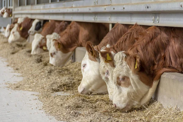 Alcuni bovini in una stalla — Foto Stock