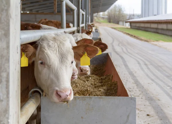 Alcuni bovini in una stalla — Foto Stock
