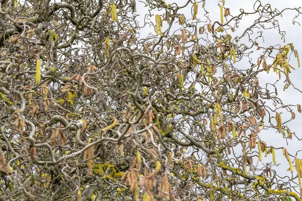 Vridna Hassel kvistar — Stockfoto