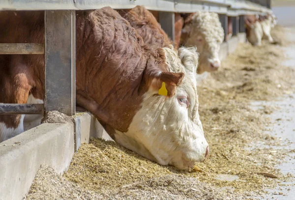 Alcuni bovini in un fienile — Foto Stock