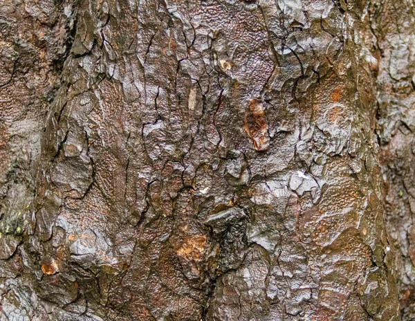 Bark närbild — Stockfoto